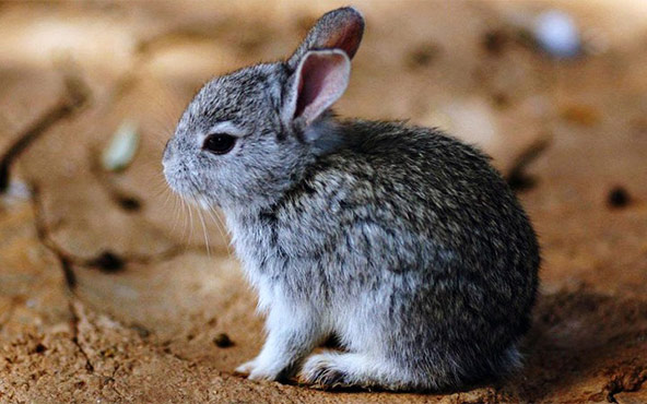 A teporingo (Romerolagus diazi) in its bunchgrass habitat in the volcanoes of Mexico